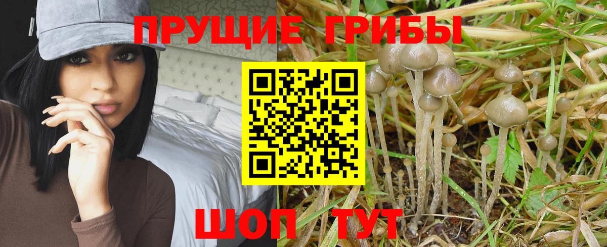 Галлюциногенные грибы прущие грибы Курган